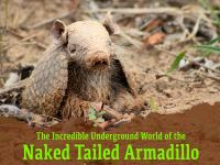 Naked_Tailed_Armadillo